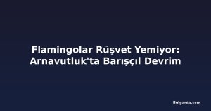 Flamingolar Rüşvet Yemiyor: Arnavutluk'ta Barışçıl Devrim
