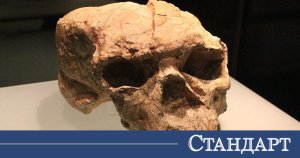 1 Milyon Yıllık Kafatası İnsan Evrimi Anlayışını Değiştiriyor