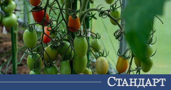 Domateslerin Yanına Asla Dikmemeniz Gereken 10 Bitki!