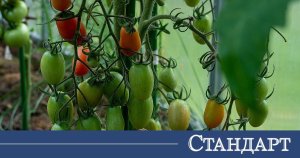 Domateslerin Yanına Asla Dikmemeniz Gereken 10 Bitki!
