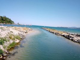Egzotik Mavi Yengeç Burgaz Balık Pazarlarında, Kilosu 8 Avro