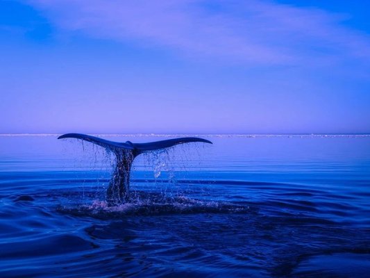 İzlanda İki Yıllık Aranın Ardından Yeniden Balina Avına Çıktı