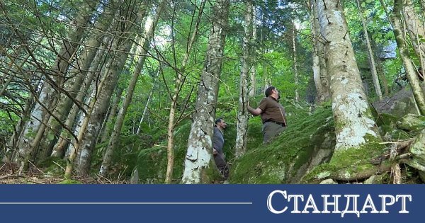 Rodop Köknarı Sessizce Kuruyor, Smolyan Ormanın Renk Değiştirmesini İzliyor