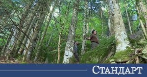 Rodop Köknarı Sessizce Kuruyor, Smolyan Ormanın Renk Değiştirmesini İzliyor