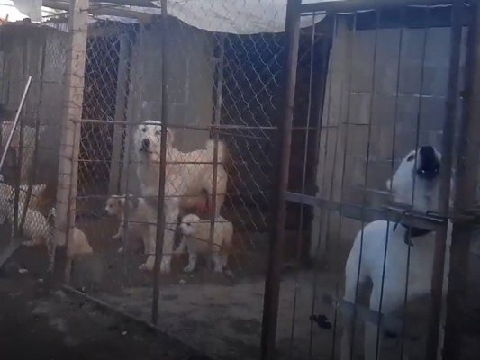 Sahte Yetiştiriciler Meta Platformlarında Yasa Dışı Köpek Satıyor