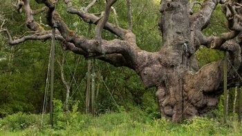 Sherwood'daki Efsanevi Büyük Meşe Ölü İlan Edildi