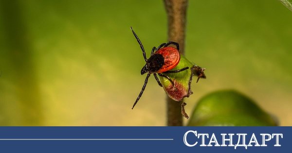 Keneler, Sivrisinekler ve Yaz Virüsleri Yağmurların Ardından Tehdit Oluşturuyor