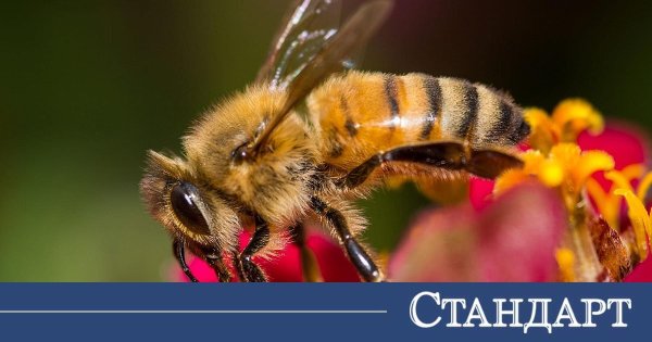 Sıcaklar Arıları Öldürüyor: Bilim İnsanları Hangi Türlerin En Tehlikede Olduğunu Tespit Etti