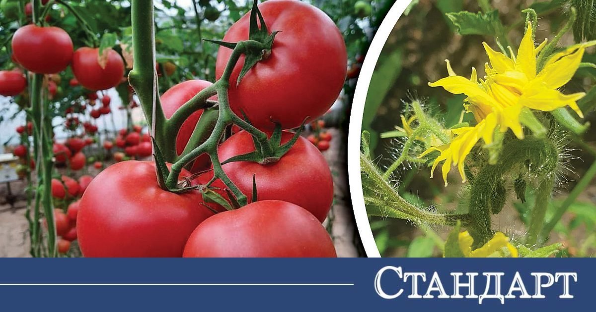 İşte Daha Fazla Çiçek ve Bol Hasat İçin Sır