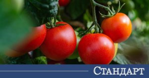 Bahçede Daha Çok ve Daha Tatlı Domates İçin Ucuz Bir Yöntem