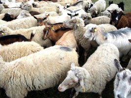 450 Çiftçi, %100 Bulgar Koyun Sütünden İlk Peyniri Üretti