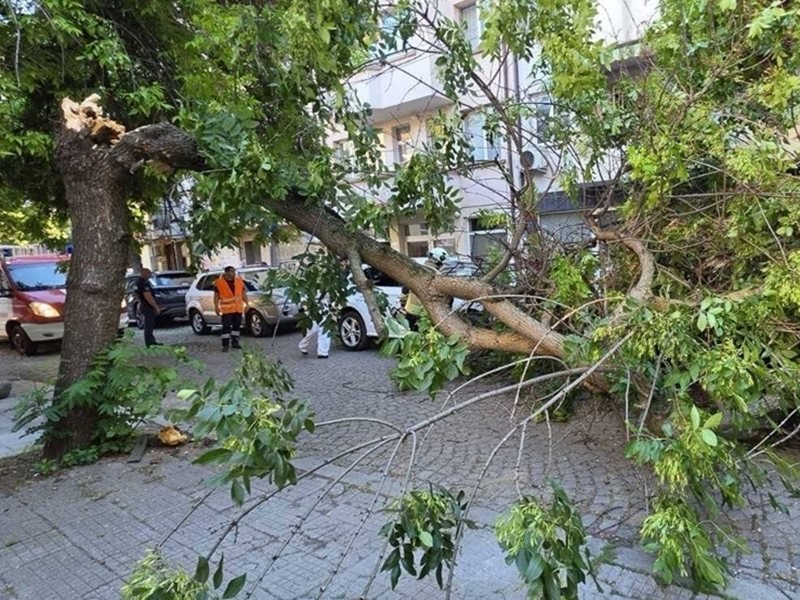 Plovdiv'de Ağaç Arabaya Devrildi (Fotoğraflar)