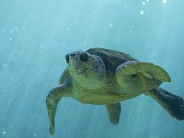 Çin, Kıyılarında Casus Kaplumbağalara Karşı Uyardı