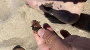 Karadeniz Sahillerindeki Katran Toplarının Sırrı Açıklandı
