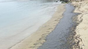Sozopol Yakınlarındaki Arkutino Plajı Akaryakıtla Kirlendi