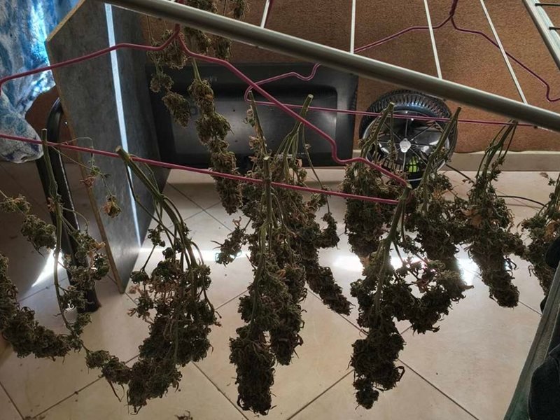 Sofya'da Bir Kişi 1 Kilo Kokainle, Diğeri Açıkta Esrar Kuruturken Yakalandı