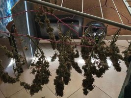 Sofya'da Bir Kişi 1 Kilo Kokainle, Diğeri Açıkta Esrar Kuruturken Yakalandı
