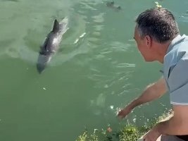 Burgaz Belediye Başkanı: Bir Yunus Çengene İskelesi'ni Kendine Yeni Sevgili Yer Edindi (Video)