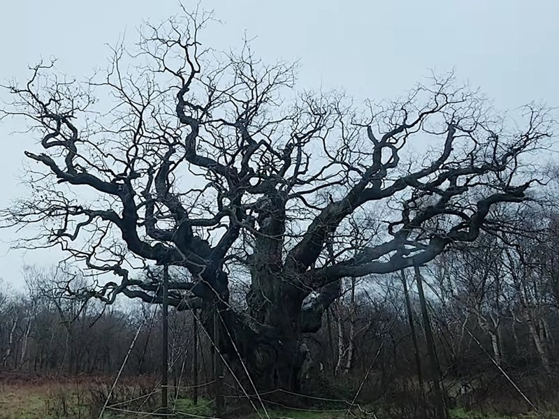 Robin Hood'un 1200 Yıllık Meşe Ağacı Öldü