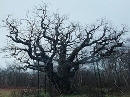 Robin Hood'un 1200 Yıllık Meşe Ağacı Öldü