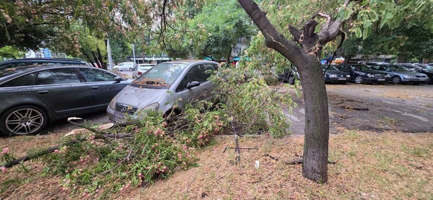 Plovdiv'de birçok aracın üzerine devrilen ağaç dalları