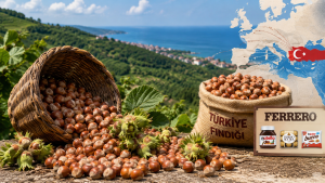 Bir Fındık Avrupa'yı Sarsıyor: Türkiye Kilit Rolde
