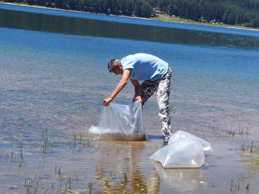 Dospat Gölü'ne 1 Milyon Tolstolob Yavrusu Bıraktı