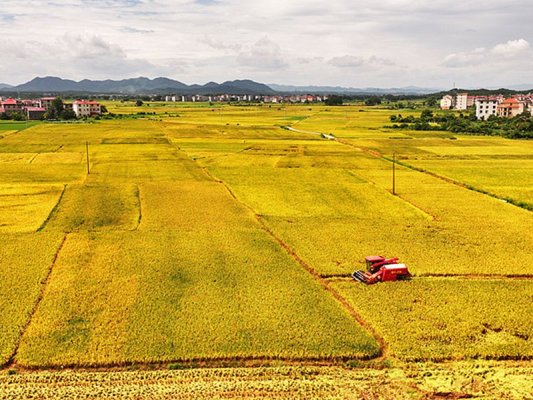 Çin'de Yazlık Tahıl Üretimi İlk Kez 150 Milyon Tonu Aştı