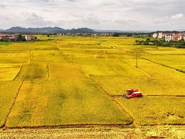 Çin'de Yazlık Tahıl Üretimi İlk Kez 150 Milyon Tonu Aştı