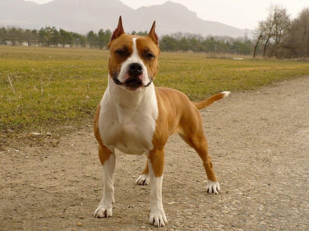 Almanya'da Trajedi: Aile Köpeği 4 Yaşındaki Kız Çocuğunu Öldürdü