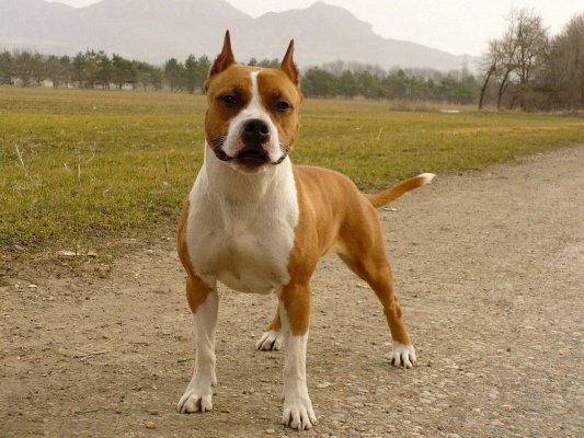 Almanya'da Trajedi: Aile Köpeği 4 Yaşındaki Kız Çocuğunu Öldürdü
