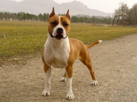 Almanya'da Trajedi: Aile Köpeği 4 Yaşındaki Kız Çocuğunu Öldürdü