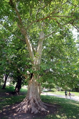 'Kristal' parkındaki çınarlardan biri.