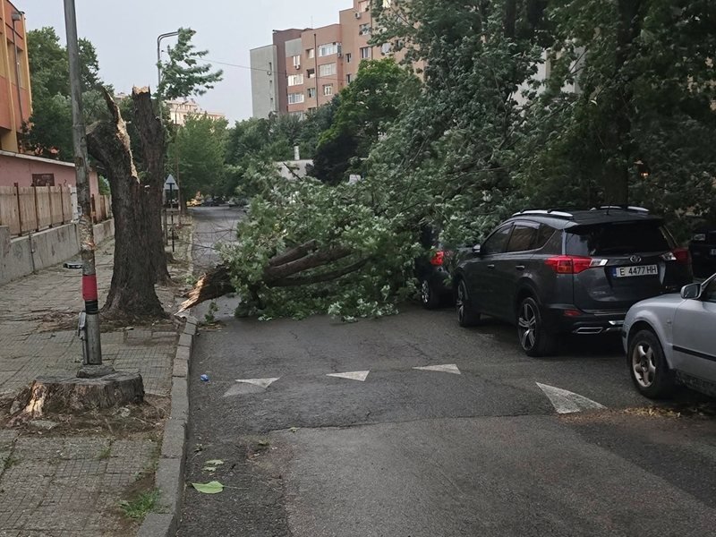 Blagoevgrad'da Kasırganın Ardından Devrilen Ağaçlar Temizleniyor, Bir Saat İçinde Yeni Güçlü Fırtına Bekleniyor
