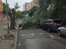 Blagoevgrad'da Kasırganın Ardından Devrilen Ağaçlar Temizleniyor, Bir Saat İçinde Yeni Güçlü Fırtına Bekleniyor