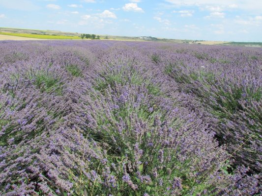 Dobriç'te Lavanta Hasadı Başladı, Dönüm Başına Ortalama 478 Kilogram