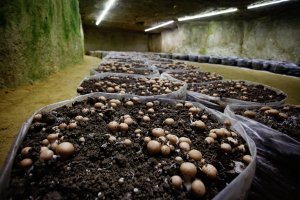 Yeraltı Çiftlikleri: Dikey Tarımın Yeni Umudu