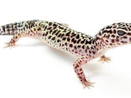 Leopar Geko Kanser Araştırmalarına Işık Tutabilir