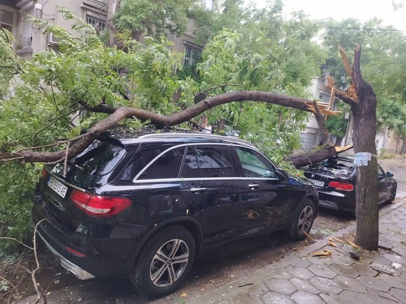 Plovdiv'de Fırtına: 10 Ağaç Devrildi