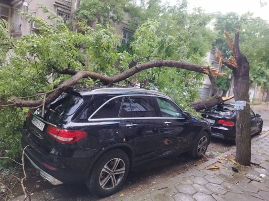 Plovdiv'de Fırtına: 10 Ağaç Devrildi