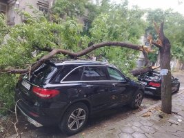 Plovdiv'de Fırtına: 10 Ağaç Devrildi
