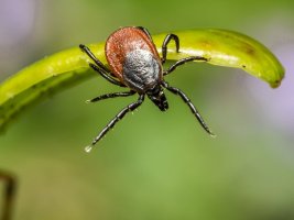 Bulgaristan'da Lyme Hastalığı Vakaları Artıyor: Bir Haftada 24 Yeni Vaka