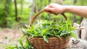 Bugün Hangi Bayram? Isırgan Otu Orucu Olarak da Biliniyor