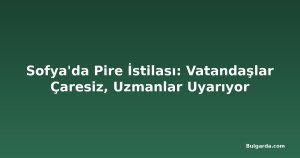 Sofya'da Pire İstilası: Vatandaşlar Çaresiz, Uzmanlar Uyarıyor