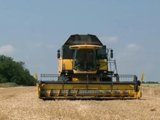Dobriç Bölgesinde Buğday Hasadı Başladı: Dekar Başına 600-900 Kg Verim Bekleniyor