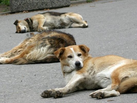 Başıboş Köpeğin Kovalaması Ölüme Yol Açtı: Belediyeye 600 Bin Leva Ceza