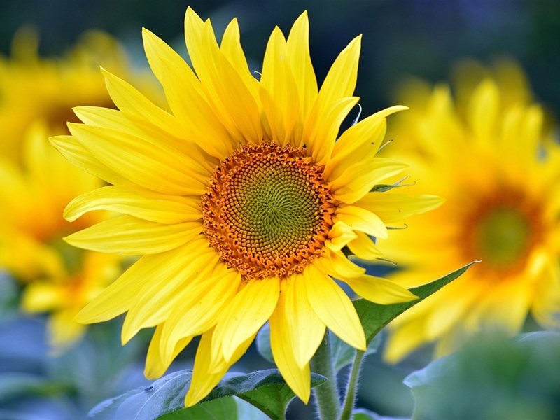 7 Temmuz'da Güneşli Hava, Yer Yer Yağmur Bekleniyor