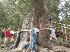 Birkaç Kişi Kucaklaşmalı: Bu Ağaç Bulgaristan'dan Daha Yaşlı
