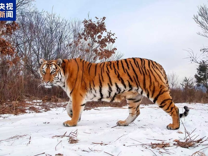 Sibirya Kaplanı ve Leopar Popülasyonunda Rekor Artış