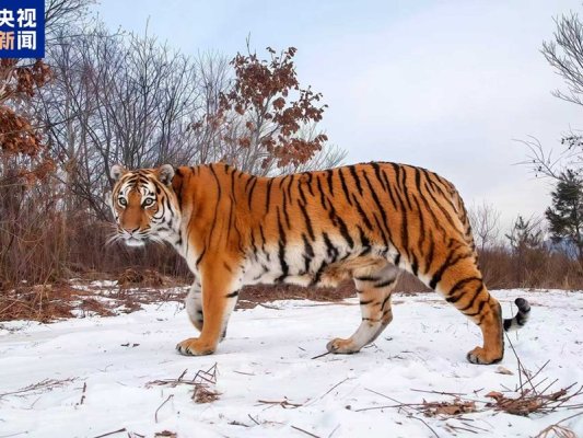 Sibirya Kaplanı ve Leopar Popülasyonunda Rekor Artış